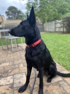 https://petstablished-app-beta.s3.amazonaws.com/uploads/image/image/3347789/Lilly_2.jpeg