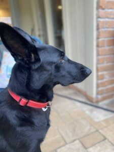 https://petstablished-app-beta.s3.amazonaws.com/uploads/image/image/3347790/Lilly_4.jpeg