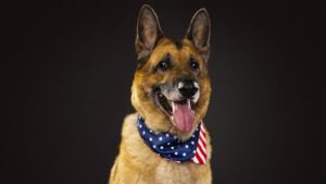 https://petstablished-app-beta.s3.amazonaws.com/uploads/image/image/3393645/viktor1.png