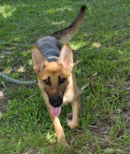 https://petstablished-app-beta.s3.amazonaws.com/uploads/image/image/3396099/20230613_104911_0_.jpg