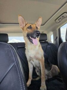 https://petstablished-app-beta.s3.amazonaws.com/uploads/image/image/3396098/20230613_110938.jpg
