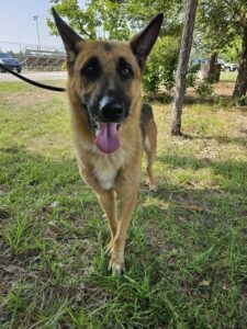 https://petstablished-app-beta.s3.amazonaws.com/uploads/image/image/3426790/Conner_3.jpg
