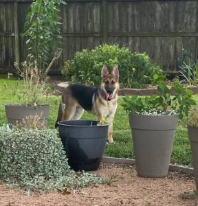 https://petstablished-app-beta.s3.amazonaws.com/uploads/image/image/3459482/IMG_1118.jpeg