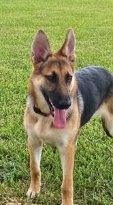 https://petstablished-app-beta.s3.amazonaws.com/uploads/image/image/3459483/IMG_1120.jpeg