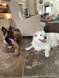 https://petstablished-app-beta.s3.amazonaws.com/uploads/image/image/3478355/IMG_6855_Large.jpeg