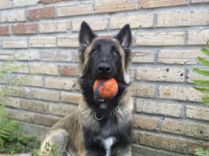 https://petstablished-app-beta.s3.amazonaws.com/uploads/image/image/3478354/IMG_6873_Large.jpeg