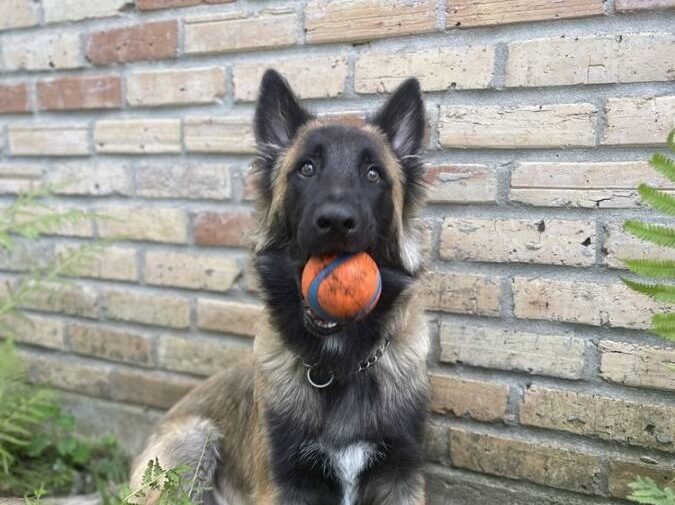 https://petstablished-app-beta.s3.amazonaws.com/uploads/image/image/3478354/IMG_6873_Large.jpeg