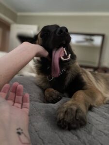 https://petstablished-app-beta.s3.amazonaws.com/uploads/image/image/3478353/IMG_6882_Large.jpeg
