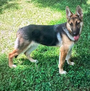 https://petstablished-app-beta.s3.amazonaws.com/uploads/image/image/3448787/Lettie_2.jpg