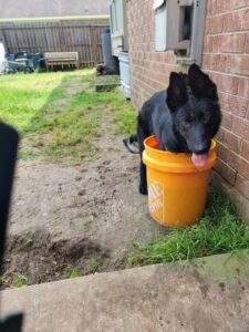 https://petstablished-app-beta.s3.amazonaws.com/uploads/image/image/3491598/Nova_1.jpg