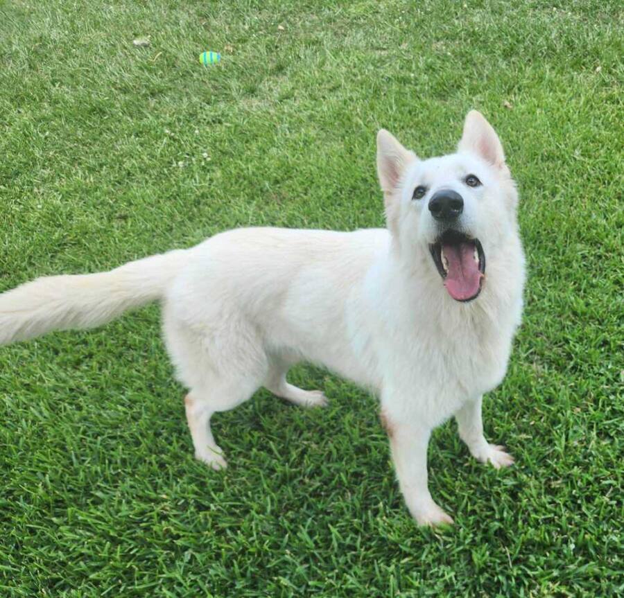 https://petstablished-app-beta.s3.amazonaws.com/uploads/image/image/3396072/received_206766012229719.jpeg