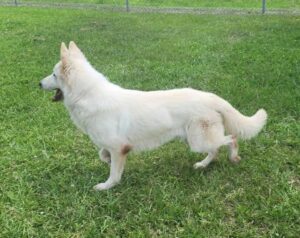 https://petstablished-app-beta.s3.amazonaws.com/uploads/image/image/3396073/Van_Doren.jpg