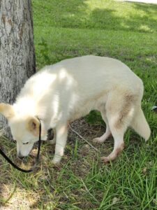https://petstablished-app-beta.s3.amazonaws.com/uploads/image/image/3426765/Van_Doren_3.jpg