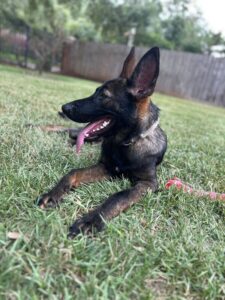 https://petstablished-app-beta.s3.amazonaws.com/uploads/image/image/3497054/WhatsApp_Image_2023-07-26_at_22.31.00.jpg