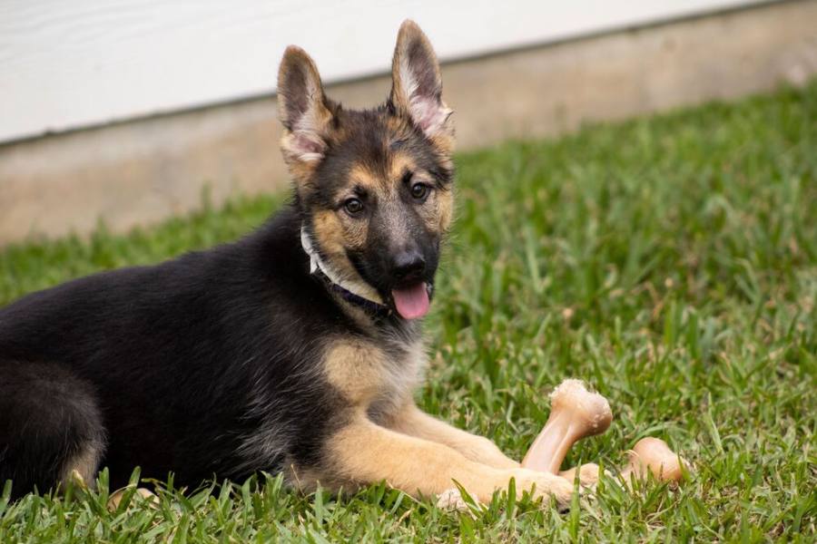 Pups-10